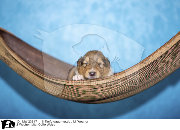 2 Wochen alter Collie Welpe / MW-23317