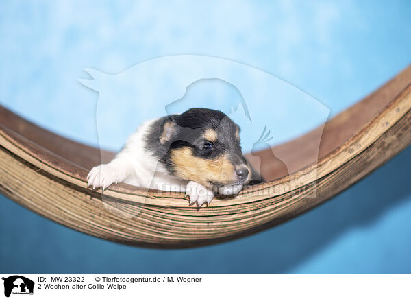 2 Wochen alter Collie Welpe / MW-23322