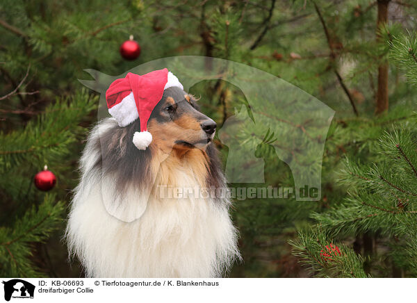 dreifarbiger Collie / tricolored Collie / KB-06693