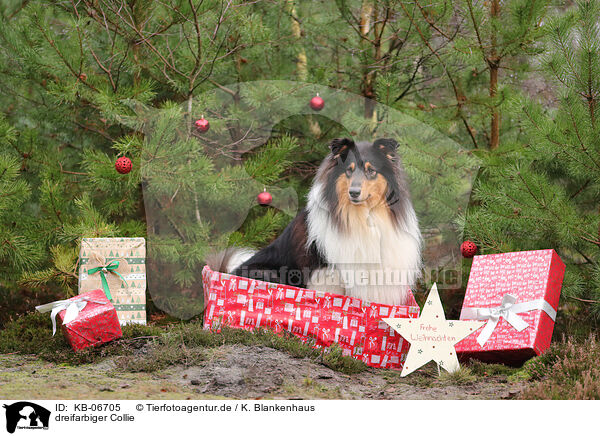 dreifarbiger Collie / KB-06705