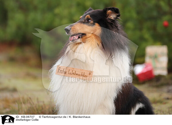 dreifarbiger Collie / KB-06707