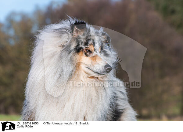 Collie Rde / male Collie / SST-21653