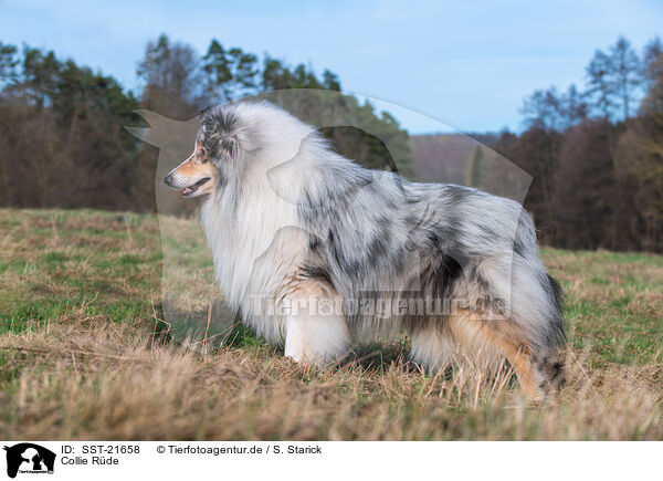 Collie Rde / male Collie / SST-21658