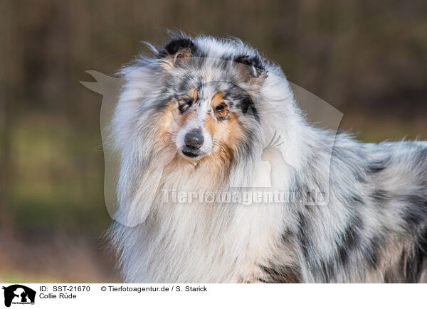 Collie Rde / male Collie / SST-21670