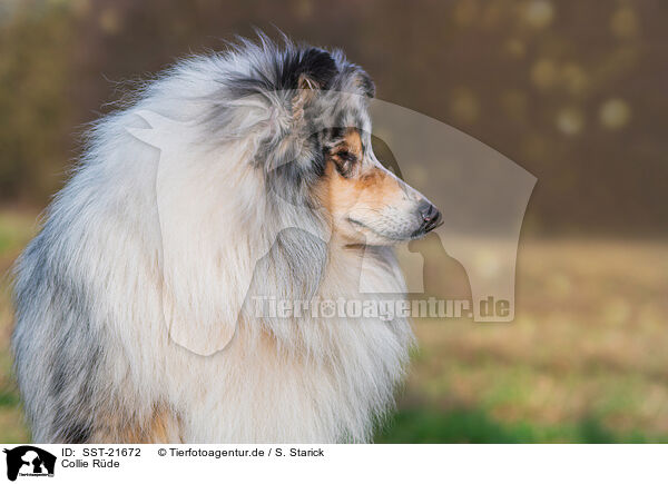 Collie Rde / SST-21672