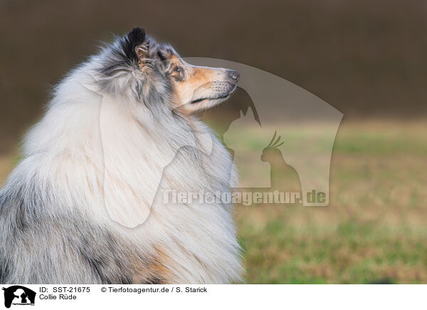 Collie Rde / male Collie / SST-21675