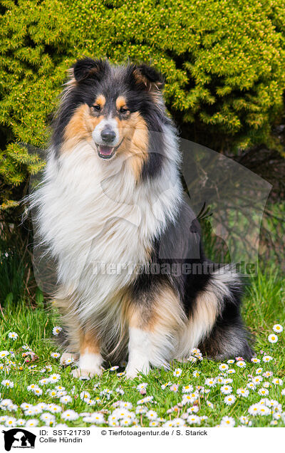 Collie H�ndin / female Collie / SST-21739
