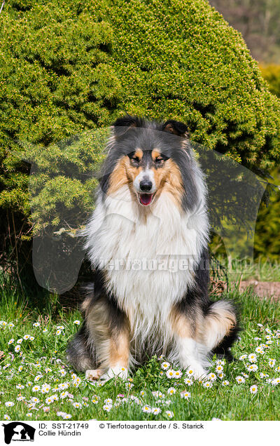 Collie Hndin / SST-21749