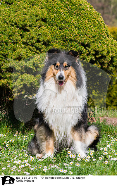 Collie Hndin / female Collie / SST-21749