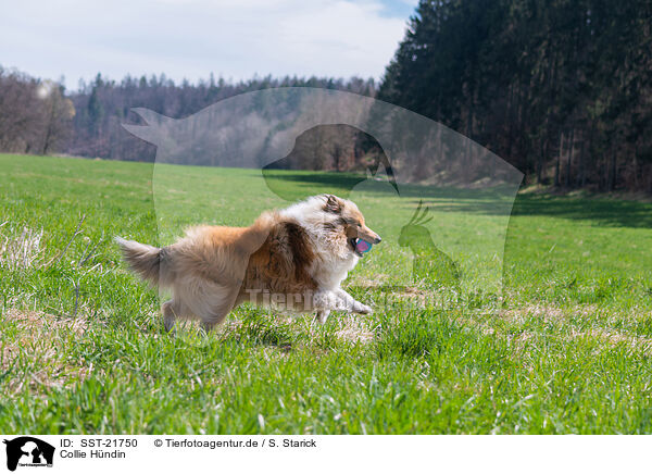 Collie Hndin / SST-21750