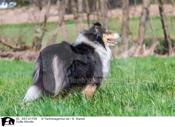 Collie Hndin / SST-21759