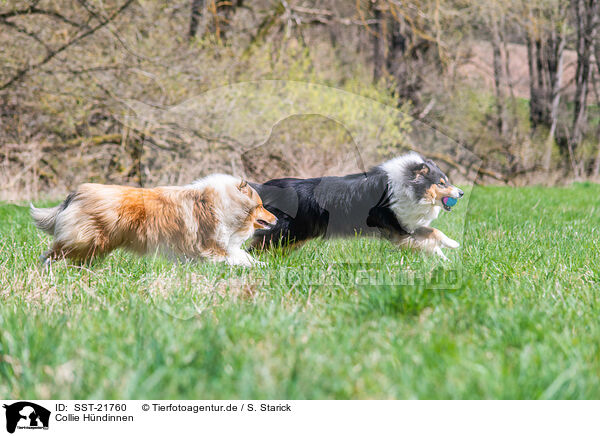 Collie Hndinnen / SST-21760