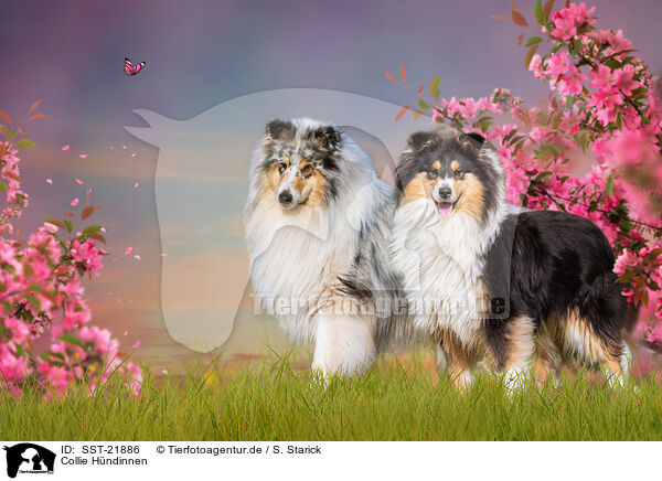 Collie Hndinnen / female Collies / SST-21886