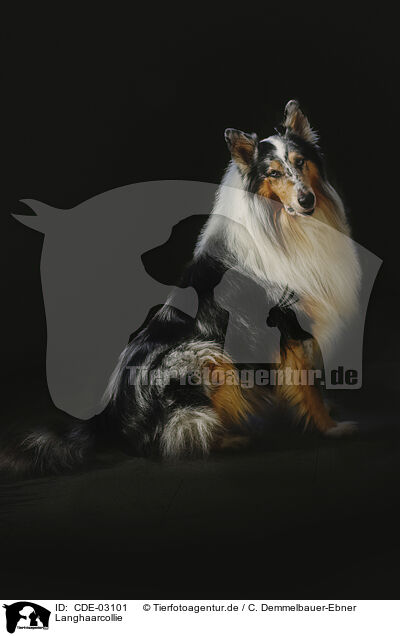 Langhaarcollie / longhaired Collie / CDE-03101