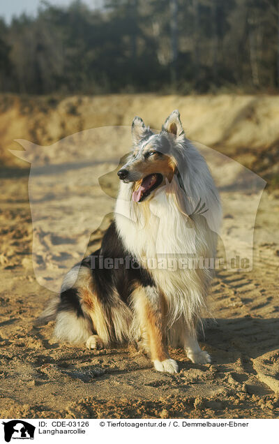 Langhaarcollie / longhaired Collie / CDE-03126