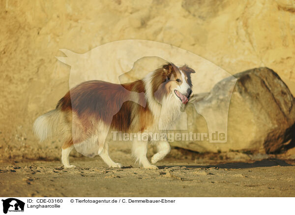 Langhaarcollie / longhaired Collie / CDE-03160