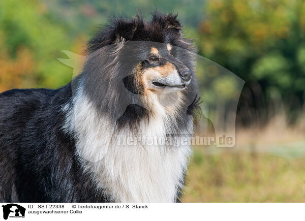 ausgewachsener Collie / SST-22338