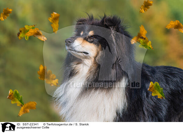 ausgewachsener Collie / SST-22341