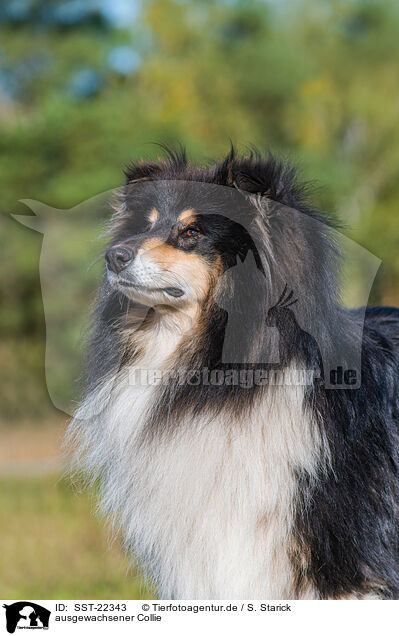 ausgewachsener Collie / SST-22343