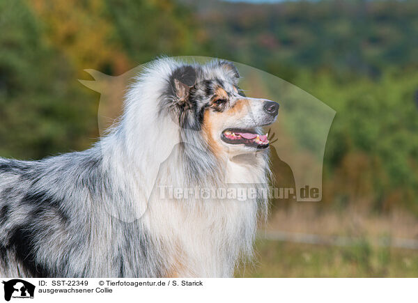 ausgewachsener Collie / SST-22349