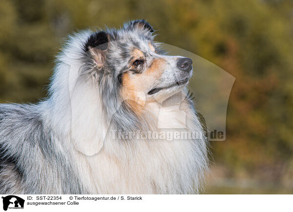 ausgewachsener Collie / SST-22354