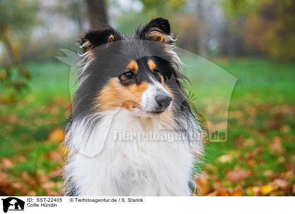 Collie Hndin / female Collie / SST-22405
