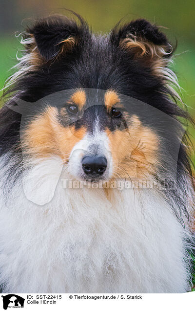 Collie Hndin / SST-22415