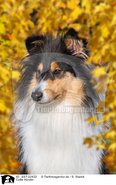 Collie Hndin / female Collie / SST-22422
