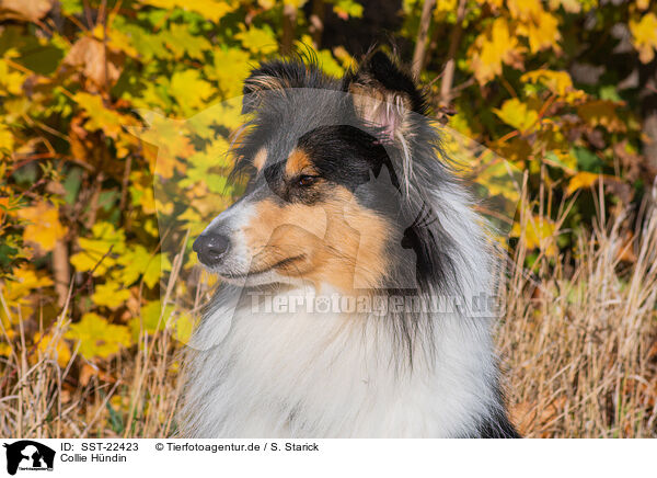 Collie Hndin / SST-22423