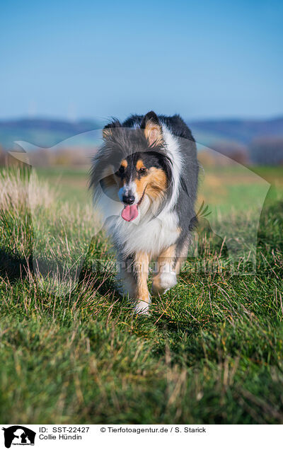 Collie Hndin / female Collie / SST-22427