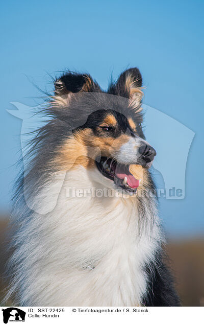 Collie Hndin / SST-22429