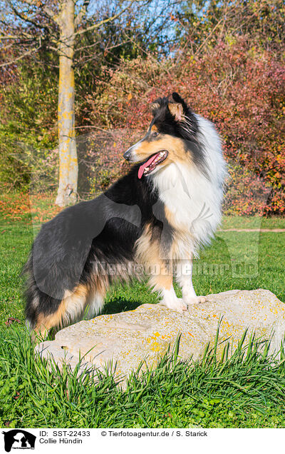 Collie Hndin / female Collie / SST-22433