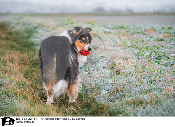 Collie Hndin / SST-22441