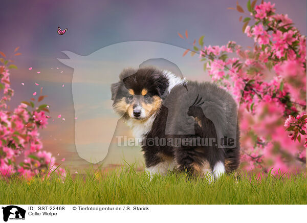 Collie Welpe / Collie Puppy / SST-22468