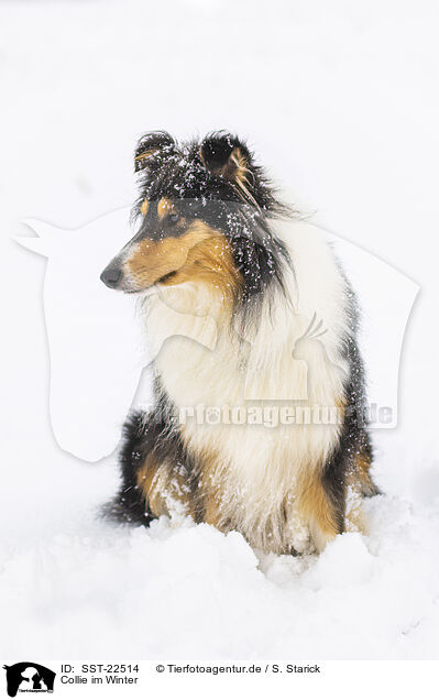Collie im Winter / Collie in Winter / SST-22514
