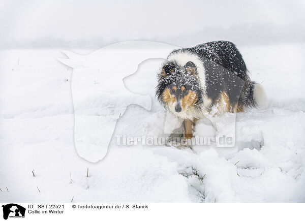 Collie im Winter / Collie in Winter / SST-22521