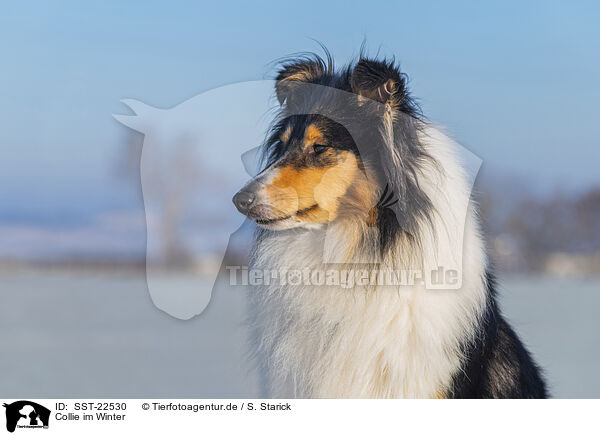 Collie im Winter / Collie in Winter / SST-22530