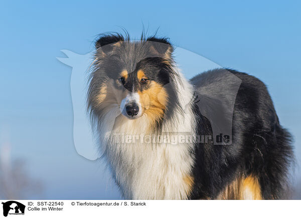 Collie im Winter / Collie in Winter / SST-22540