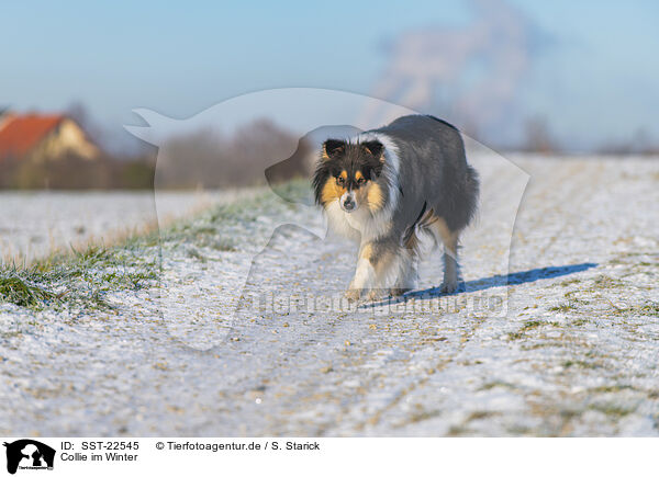 Collie im Winter / Collie in Winter / SST-22545