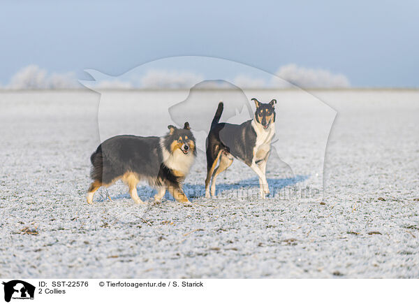 2 Collies / SST-22576