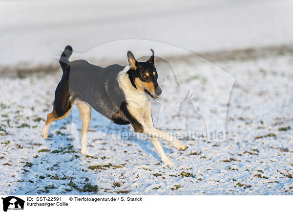 kurzhaariger Collie / SST-22591