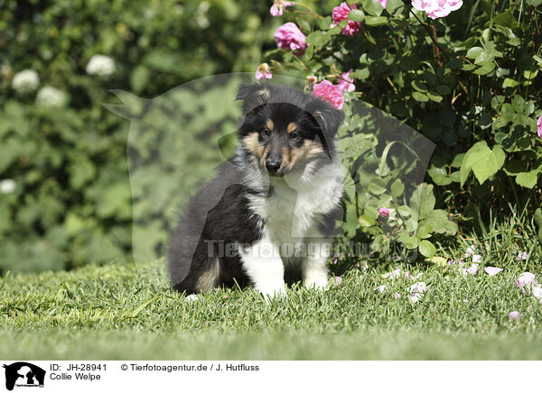 Collie Welpe / JH-28941