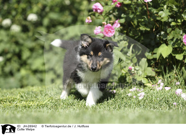 Collie Welpe / Collie Puppy / JH-28942