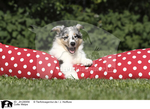 Collie Welpe / Collie Puppy / JH-28956