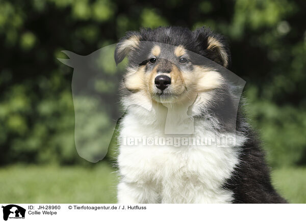 Collie Welpe / Collie Puppy / JH-28960