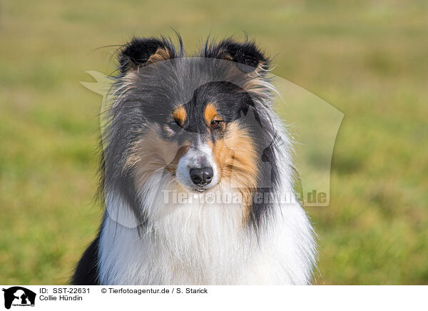 Collie Hndin / female Collie / SST-22631