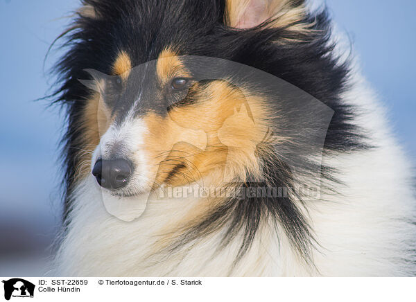 Collie Hndin / female Collie / SST-22659
