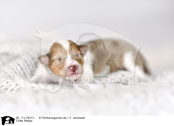 Collie Welpe / Collie Puppy / YJ-16311