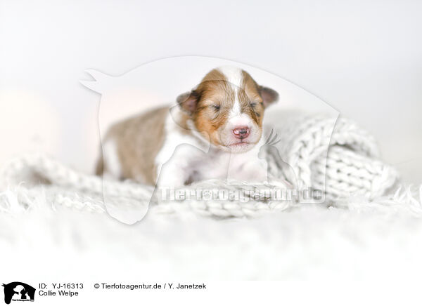 Collie Welpe / Collie Puppy / YJ-16313