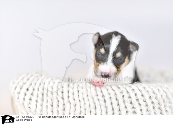 Collie Welpe / Collie Puppy / YJ-16329